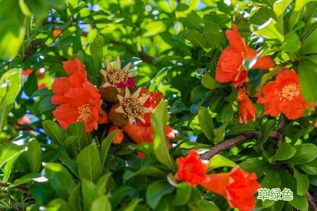 20种家庭观果植物，色彩艳丽、形态奇特、着果丰富，您见过几种？ 果子的名字