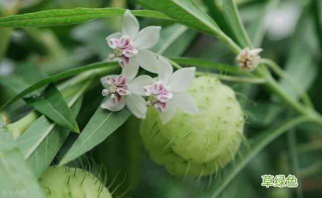 20种家庭观果植物，色彩艳丽、形态奇特、着果丰富，您见过几种？ 果子的名字