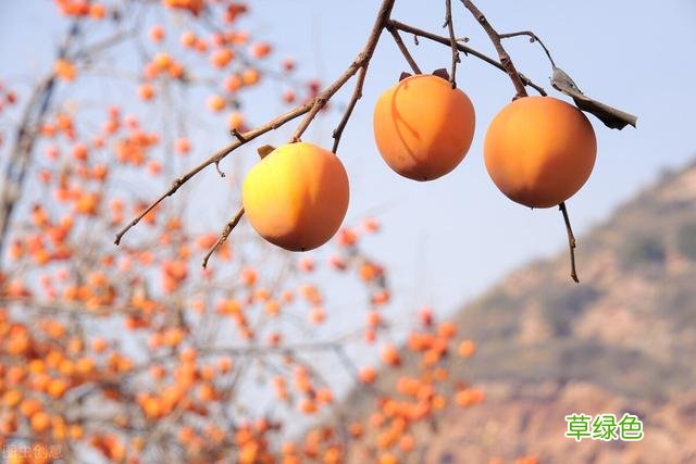 20种家庭观果植物，色彩艳丽、形态奇特、着果丰富，您见过几种？ 果子的名字