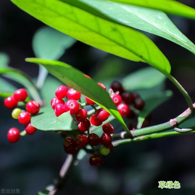 20种家庭观果植物，色彩艳丽、形态奇特、着果丰富，您见过几种？ 果子的名字