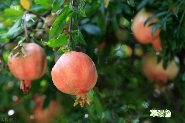 20种家庭观果植物，色彩艳丽、形态奇特、着果丰富，您见过几种？ 果子的名字