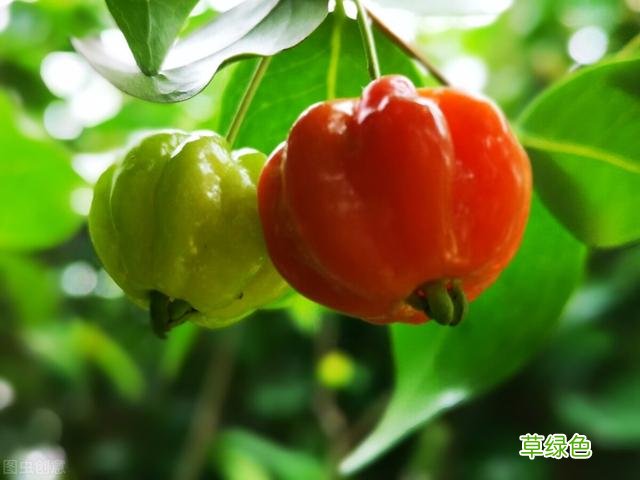 20种家庭观果植物，色彩艳丽、形态奇特、着果丰富，您见过几种？ 果子的名字