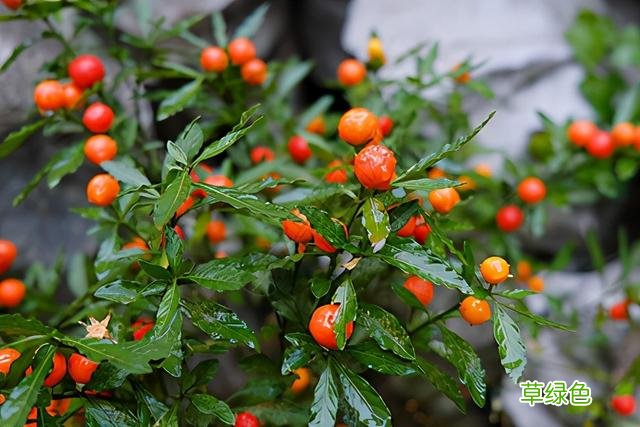 20种家庭观果植物，色彩艳丽、形态奇特、着果丰富，您见过几种？ 果子的名字