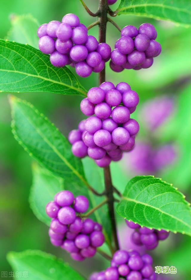 20种家庭观果植物，色彩艳丽、形态奇特、着果丰富，您见过几种？ 果子的名字