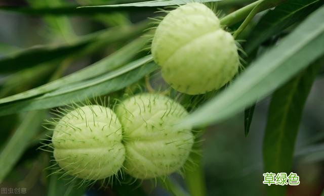 20种家庭观果植物，色彩艳丽、形态奇特、着果丰富，您见过几种？ 果子的名字