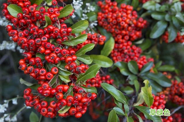 20种家庭观果植物，色彩艳丽、形态奇特、着果丰富，您见过几种？ 果子的名字
