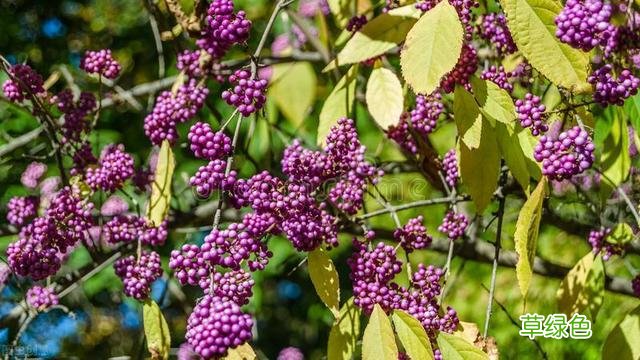 20种家庭观果植物，色彩艳丽、形态奇特、着果丰富，您见过几种？ 果子的名字