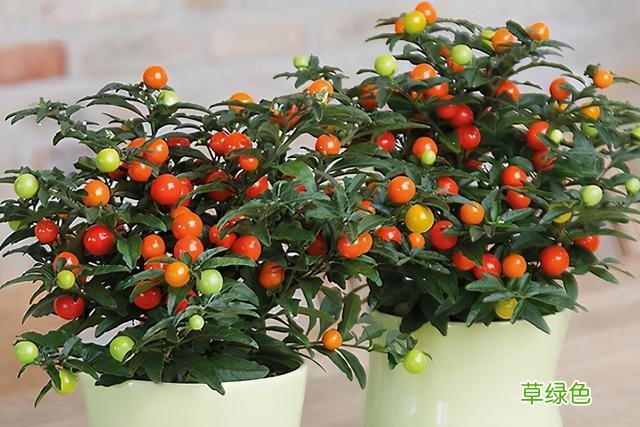 20种家庭观果植物，色彩艳丽、形态奇特、着果丰富，您见过几种？ 果子的名字