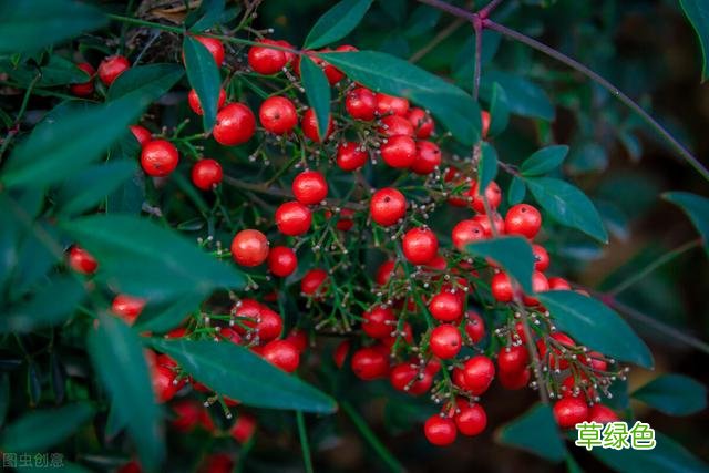 20种家庭观果植物，色彩艳丽、形态奇特、着果丰富，您见过几种？ 果子的名字