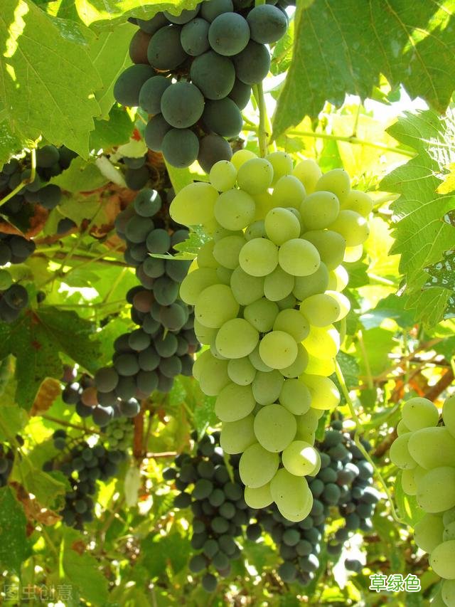 20种家庭观果植物，色彩艳丽、形态奇特、着果丰富，您见过几种？ 果子的名字