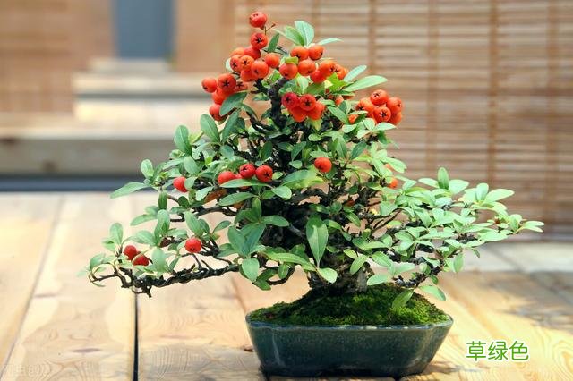 20种家庭观果植物，色彩艳丽、形态奇特、着果丰富，您见过几种？ 果子的名字