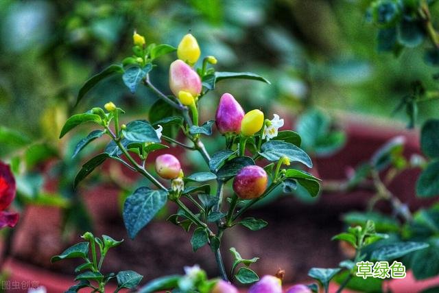 20种家庭观果植物，色彩艳丽、形态奇特、着果丰富，您见过几种？ 果子的名字