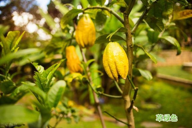 20种家庭观果植物，色彩艳丽、形态奇特、着果丰富，您见过几种？ 果子的名字