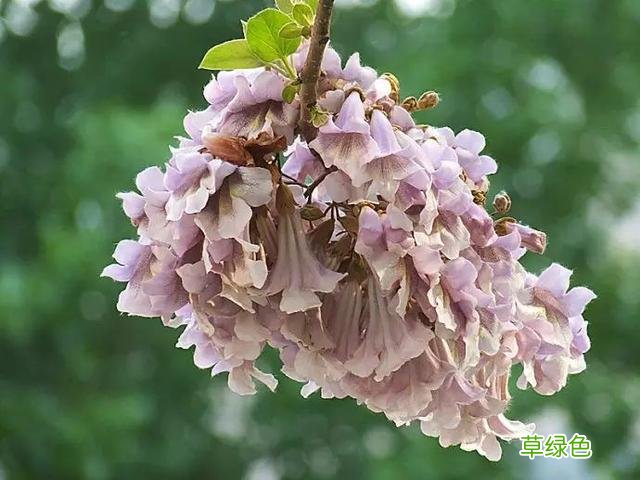 植物，那些你踩过的坑，那些你读错的字 杉怎么念