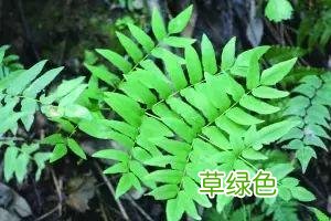 植物，那些你踩过的坑，那些你读错的字 杉怎么念