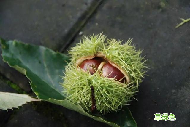 植物，那些你踩过的坑，那些你读错的字 杉怎么念