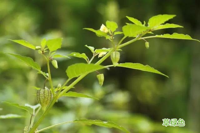 植物，那些你踩过的坑，那些你读错的字 杉怎么念