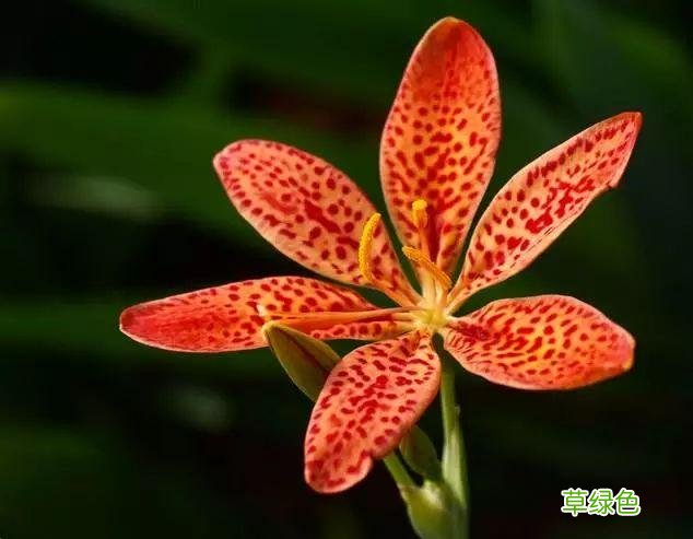 植物，那些你踩过的坑，那些你读错的字 杉怎么念