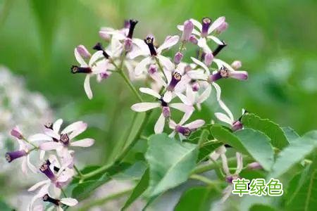 植物，那些你踩过的坑，那些你读错的字 杉怎么念