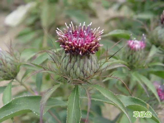 植物，那些你踩过的坑，那些你读错的字 杉怎么念