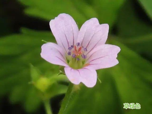 植物，那些你踩过的坑，那些你读错的字 杉怎么念