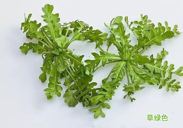 植物，那些你踩过的坑，那些你读错的字 杉怎么念