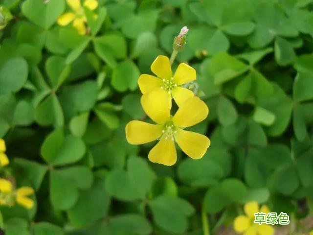 植物，那些你踩过的坑，那些你读错的字 杉怎么念