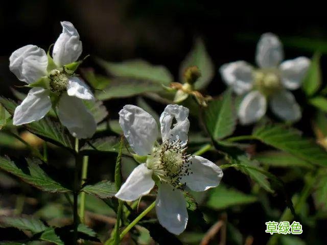 植物，那些你踩过的坑，那些你读错的字 杉怎么念