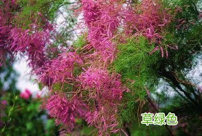 植物，那些你踩过的坑，那些你读错的字 杉怎么念