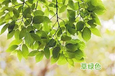 植物，那些你踩过的坑，那些你读错的字 杉怎么念