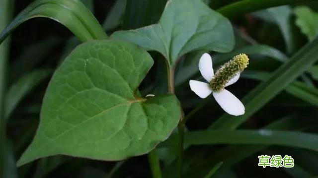 植物，那些你踩过的坑，那些你读错的字 杉怎么念