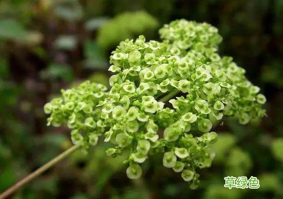 植物，那些你踩过的坑，那些你读错的字 杉怎么念