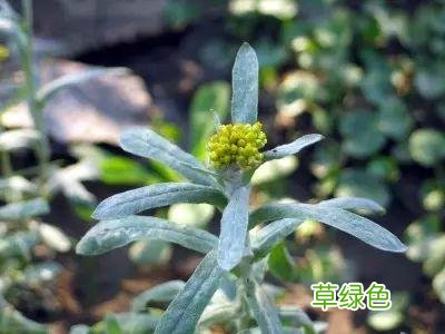 植物，那些你踩过的坑，那些你读错的字 杉怎么念