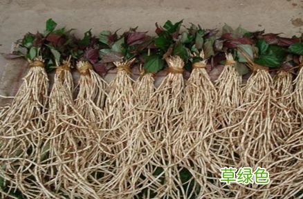 清热解毒的中药方子有哪些 清热解毒的中药