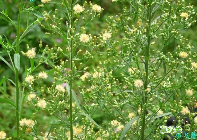 小时候常见野草，原来都有“洋气名”，看你认识几种？ 果实的名字
