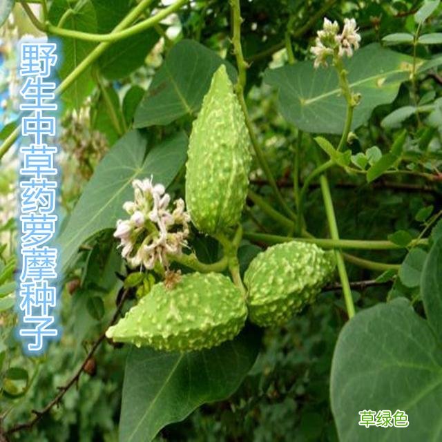 小时候常见野草，原来都有“洋气名”，看你认识几种？ 果实的名字