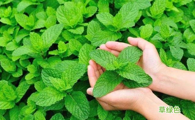 小时候常见野草，原来都有“洋气名”，看你认识几种？ 果实的名字