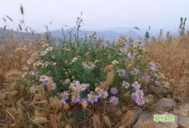 小时候常见野草，原来都有“洋气名”，看你认识几种？ 果实的名字