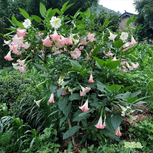 小时候常见野草，原来都有“洋气名”，看你认识几种？ 果实的名字