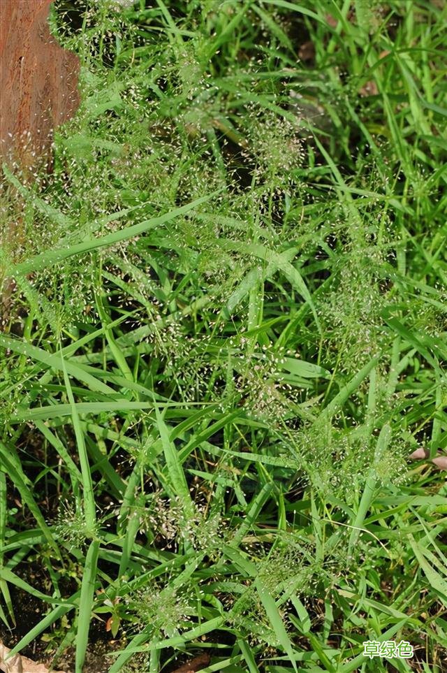 小时候常见野草，原来都有“洋气名”，看你认识几种？ 果实的名字