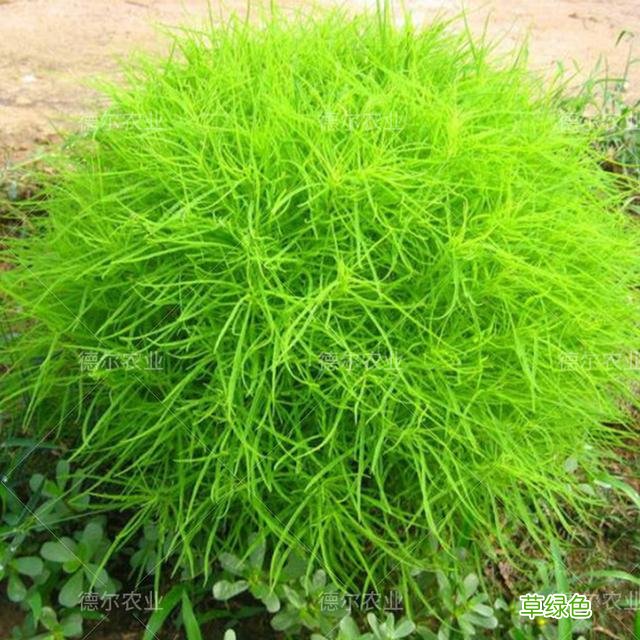 小时候常见野草，原来都有“洋气名”，看你认识几种？ 果实的名字
