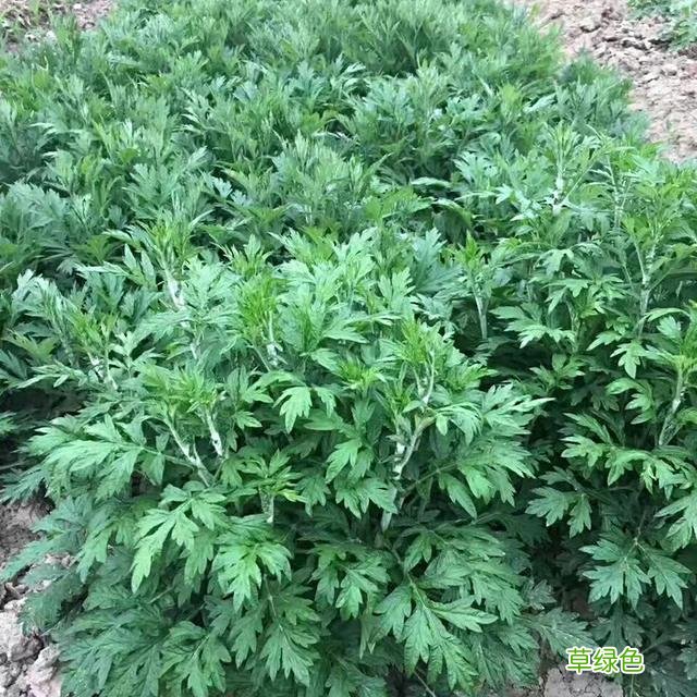 小时候常见野草，原来都有“洋气名”，看你认识几种？ 果实的名字