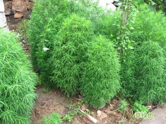 小时候常见野草，原来都有“洋气名”，看你认识几种？ 果实的名字
