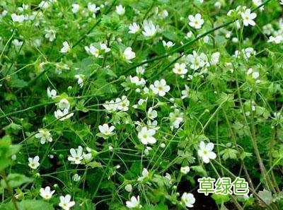 小时候常见野草，原来都有“洋气名”，看你认识几种？ 果实的名字