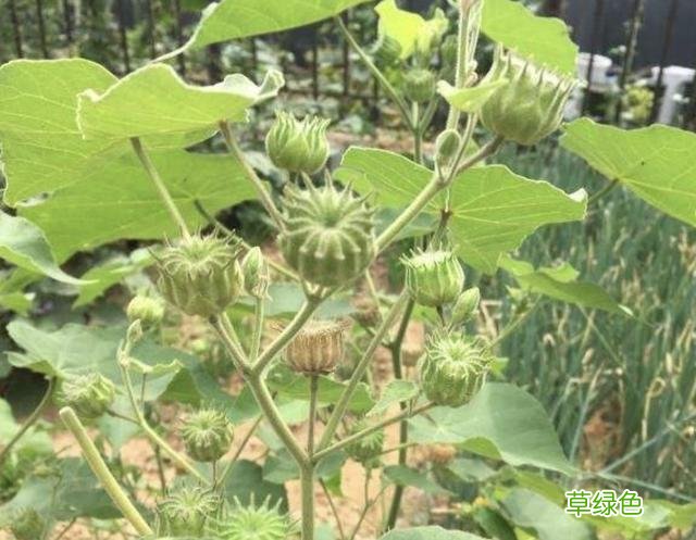 小时候常见野草，原来都有“洋气名”，看你认识几种？ 果实的名字