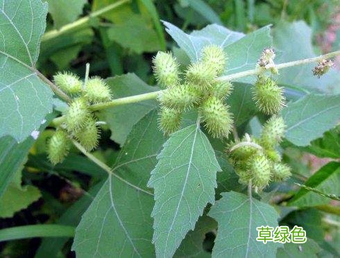 小时候常见野草，原来都有“洋气名”，看你认识几种？ 果实的名字
