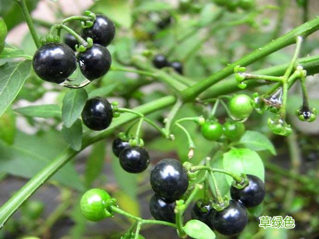 小时候常见野草，原来都有“洋气名”，看你认识几种？ 果实的名字
