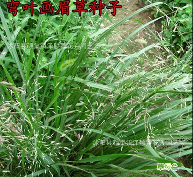 小时候常见野草，原来都有“洋气名”，看你认识几种？ 果实的名字