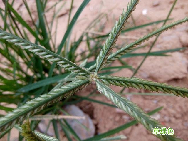 小时候常见野草，原来都有“洋气名”，看你认识几种？ 果实的名字