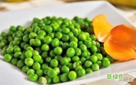 青豆的功效与作用及禁忌 青豆的功效与作用
